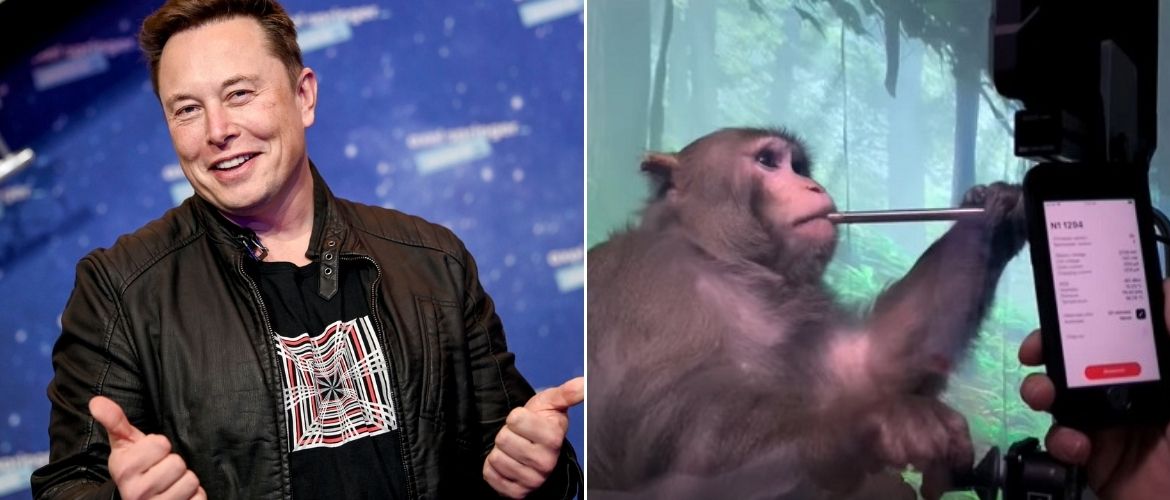 Илон Маск вживил в мозг обезьяны и свиньи чип Neuralink, чтобы помочь человечеству
